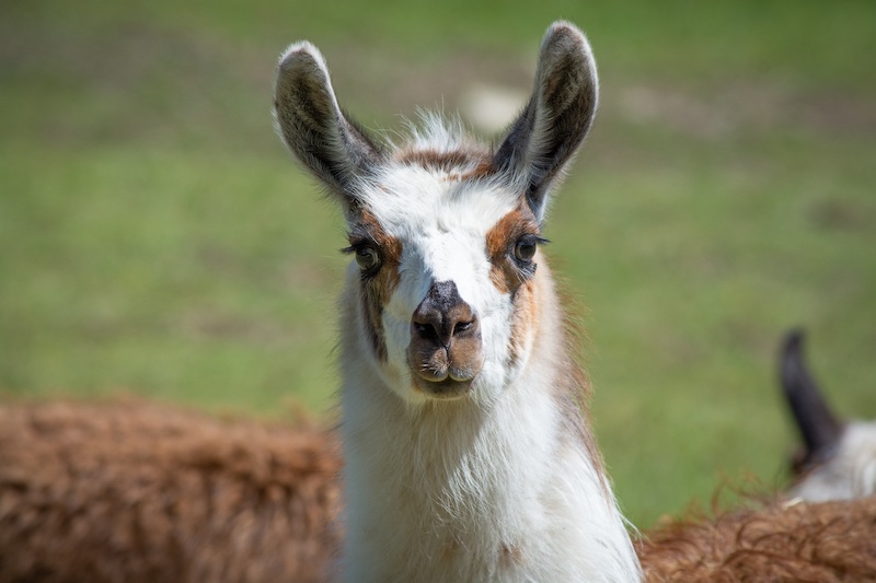 Llama Outdoors