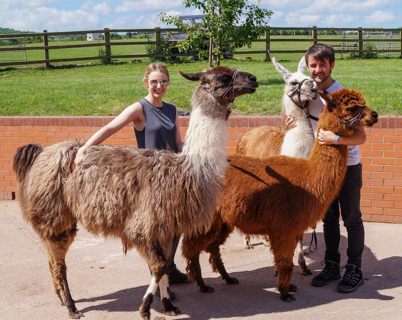 Llamas on the yard getting ready to go on a trek